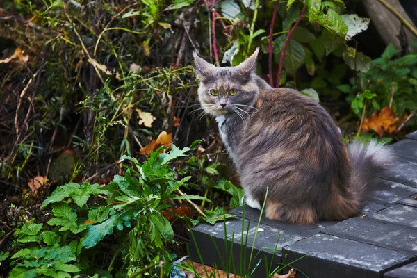 Szép nagy calico maine coon macska vadászat erdőben — Stock Fotó