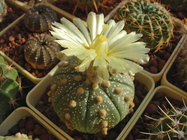 Cactus Astrophytum asterias med blekt gula blommor. — Stockfoto