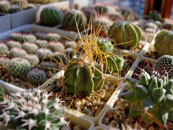 Jong exemplaar van cactus Astrophytum seniele var. aureum. — Stockfoto