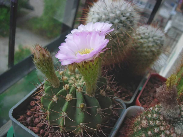 Cactus Acanthocalycium violaceum P110a avec de grandes fleurs . — Photo