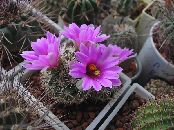 Cactus Bartschella schumannii con grandi fiori luminosi . — Foto Stock