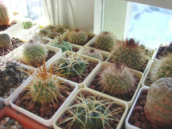 Grande collection de différentes espèces de cactus cultivées dans le b — Photo