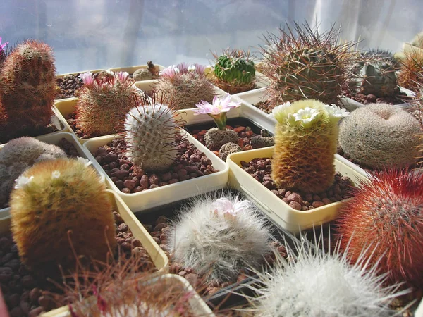 Grote collectie van verschillende cactus soorten gekweekt in de b — Stockfoto