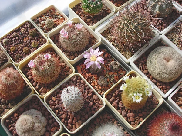 Grande collection de différentes espèces de cactus cultivées dans le b — Photo