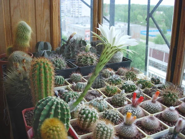 Grande collection de différentes espèces de cactus cultivées dans le b — Photo