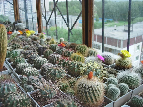 Grande collection de différentes espèces de cactus cultivées dans le b — Photo