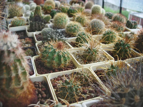 Grande collection de différentes espèces de cactus cultivées dans le b — Photo