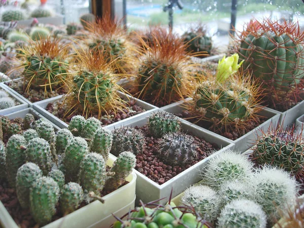 Stor samling av olika kaktus-arter som odlas i b — Stockfoto