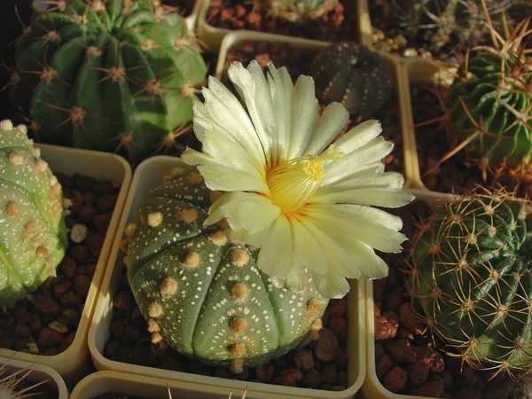 Cactus Astrophytum asterias con flores de color amarillo pálido . Fotos De Stock