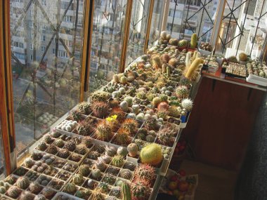 B, ekili farklı kaktüs türlerin büyük koleksiyonu