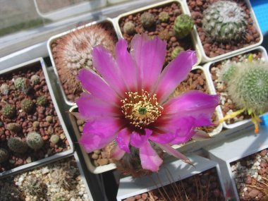 Büyük güzel çiçekli kaktüs Echinocereus reichenbachii.