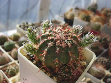 Kaktüs Echinocereus viridiflorus geyik dere Kanyon tomurcukları ile.