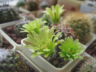 Kaktüs Echinocereus viridiflorus geyik dere Kanyon ile parlak g