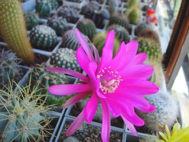 Büyük parlak çiçekli kaktüs Echinopsis obrepanda R461.