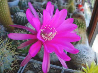 Büyük parlak çiçekli kaktüs Echinopsis obrepanda R461.
