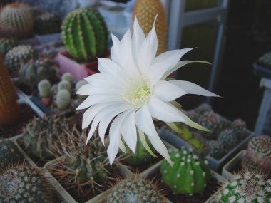 Büyük beyaz çiçekli kaktüs Echinopsis subdenudata.