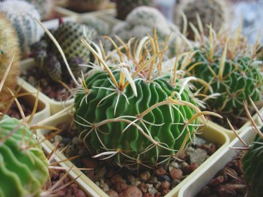 Kaktüs Stenocactus lloydii L1008 dalgalı kaburga ile.