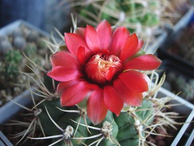 Kırmızı çiçekli kaktüs Gymnocalycium baldianum Lb1243.