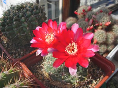 Kaktüs Gymnocalycium baldianum eski örnek.