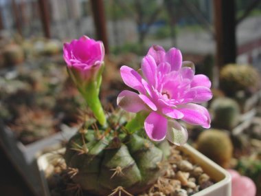 Küçük çiçekli kaktüs Gymnocalycium damsii ssp. evae Lb2331.