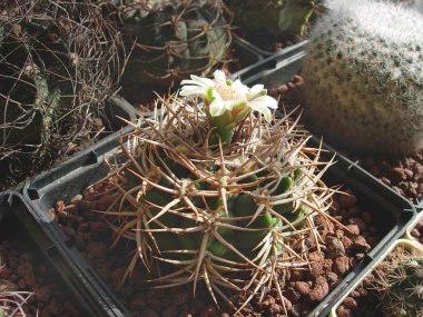 Kaktüs Gymnocalycium ferox eski çiçekli örnek.
