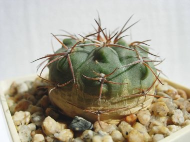 Kaktüs Gymnocalycium nidulans aff genç örnek.