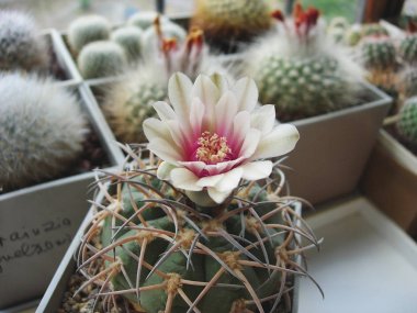 Çiçekli kaktüs Gymnocalycium spegazzinii var. Binbaşı Sto53.