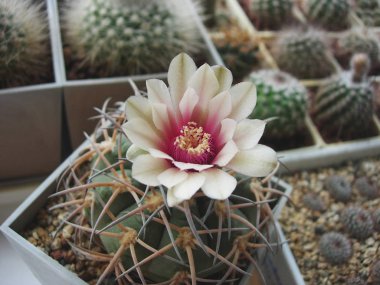 Çiçekli kaktüs Gymnocalycium spegazzinii var. Binbaşı Sto53.