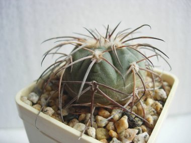 Kaktüs Gymnocalycium spegazzinii genç örnekleri.