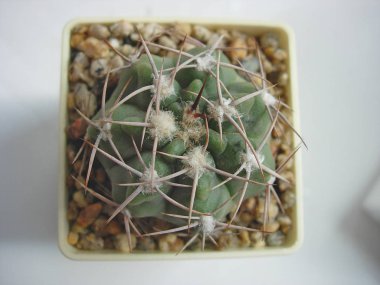 Kaktüs Gymnocalycium stuckertii Gn432/4228 genç örnek.