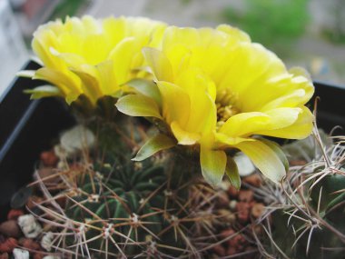 Sarı çiçekli kaktüs Lobivia jajoiana.