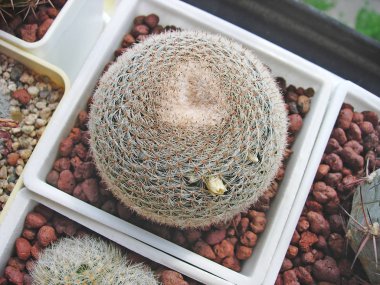 Çok küçük çiçekli kaktüs Mammillaria microthele Rs532.