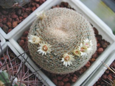 Çok küçük çiçekli kaktüs Mammillaria microthele Rs532.