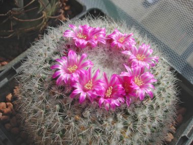 Kaktüs Mammillaria woodsii olgun örnek.