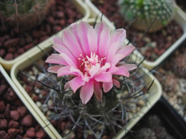 Çiçekli kaktüs Neochilenia eriocephala Kk1173.