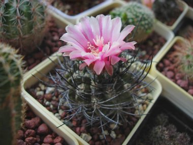 Çiçekli kaktüs Neochilenia eriocephala Kk1173.