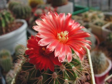 Kaktüs Parodia idiosa aff. çiçeklerle.