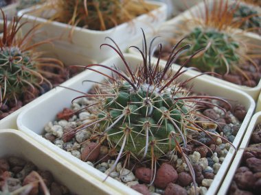 Kaktüs Parodia maassii Kk826 güçlü dikenleri ile.