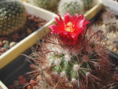 Çiçekli kaktüs Parodia schuetziana.