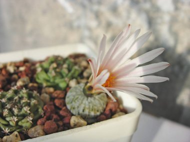 Minyatür kaktüs Pelecyphora pseudopectinata çiçek.