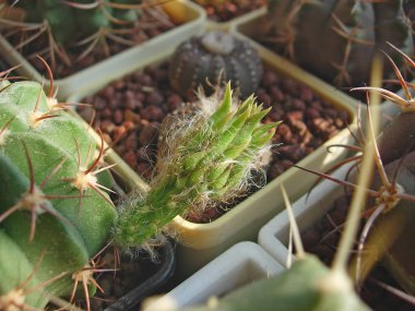 Bud ile kaktüs Pseudolobivia herbasii L385.
