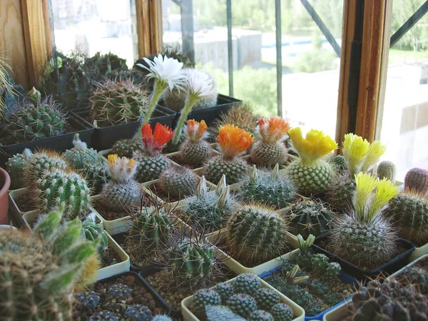 Grande coleção de diferentes espécies de cactos cultivadas no b — Fotografia de Stock