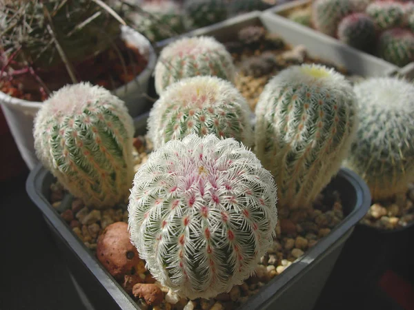Seedlings of cactus Echinocereus rigidissimus var. rubispinus L0 — Stock Photo, Image