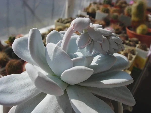 Великолепное сочное растение Echeveria laui с бутонами . — стоковое фото