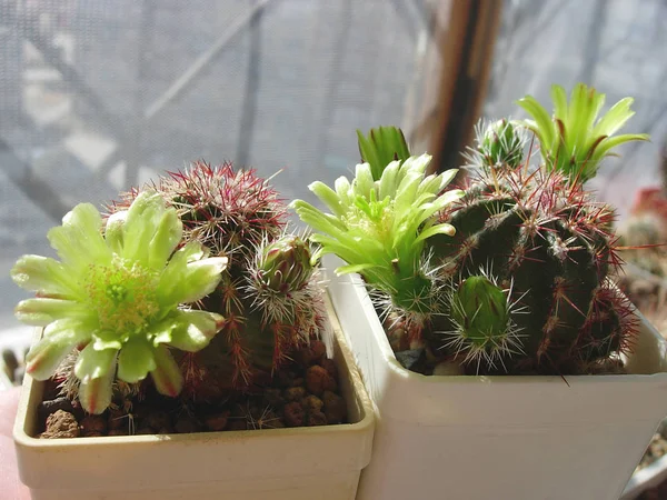 Espécimes floridos de cacto Echinocereus viridiflorus . — Fotografia de Stock