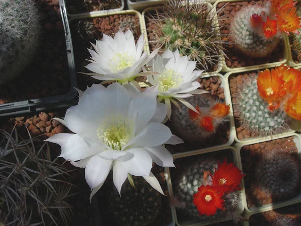 Cactus Echinopsis ancistrophora med stort lång-tubed vit flöde — Stockfoto