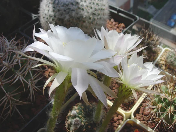 Cactus Echinopsis ancistrophora with large long-tubed white flow — Stock Photo, Image