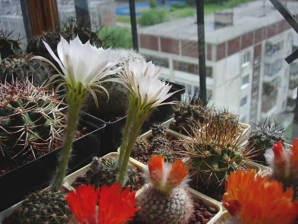 Kaktüs Echinopsis ancistrophora uzun şambriyelli büyük beyaz akışı ile — Stok fotoğraf