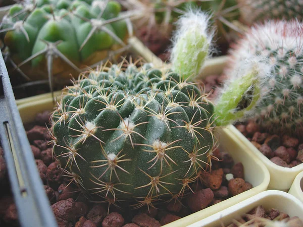 Cactus Echinopsis ancistrophora aux fruits verdâtres et noirs — Photo