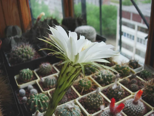 Cactus Echinopsis eyriesii with huge white flowers. — Stock Photo, Image